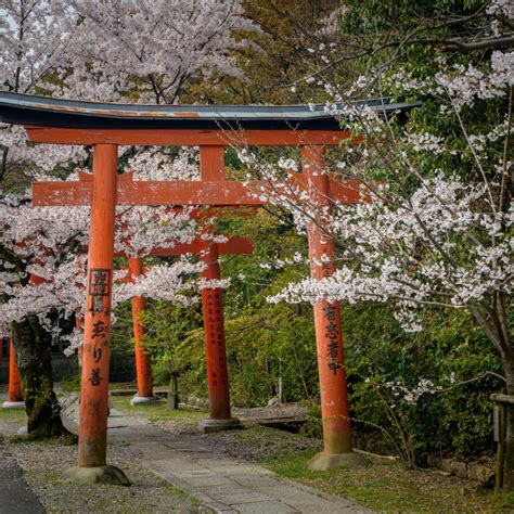 Cherry Blossoms Around The Takenaka Inari Jinja Shrine Kyoto License
