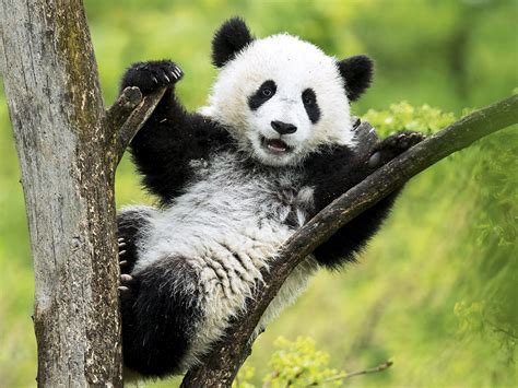 Panda Zwillinge Im Tiergarten Schönbrunn Feiern Ersten Geburtstag