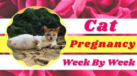 Cat Pregnancy Week By Week Cat Pregnancy Timeline With Pictures Cat Health Tips 2021 Youtube