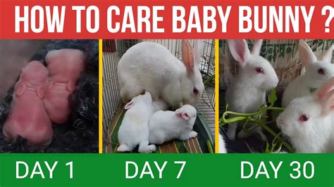 Baby Bunny Care Baby Rabbit Care With 30 Day Update Youtube