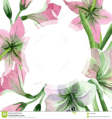 Watercolor Pink Amarylis Flower Floral Botanical Flower Frame Border