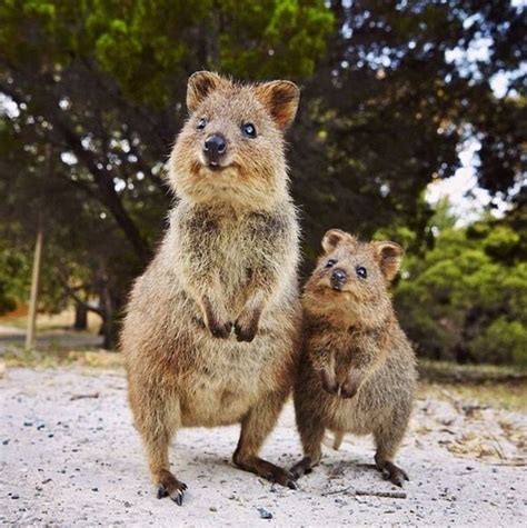 34 Best Quokkas Australian Animal My New Favorite