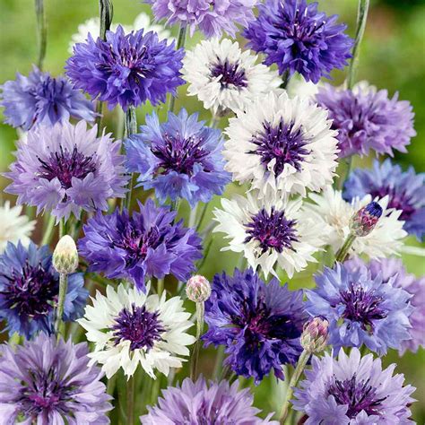 Cornflower Centaurea Cyanus Fantastic Mix Aka Bachelors Button Flower