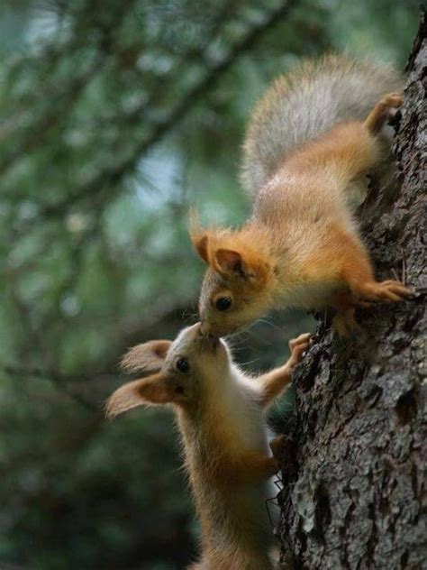 Sich Küssende Eichhörnchen Auf Einem Baum Squirrel Pictures Cute