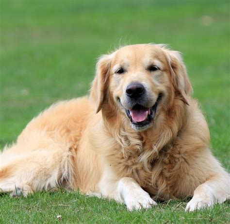 10 Things You Should Know About Golden Retrievers