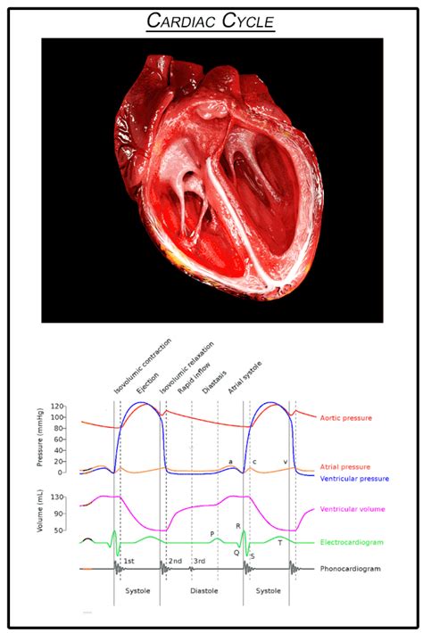 Cardiac Cycle Definition And Phases Biology Dictionary