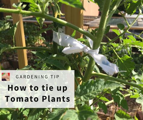 How To Tie Up Tomato Plants