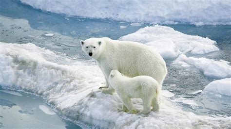 Two Polar Bears On Iceberg Hd Wallpaper Wallpaper Flare
