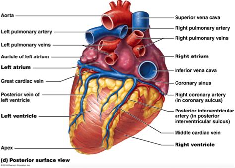 Posterior Coronary Arteries And Veins Diagram Quizlet