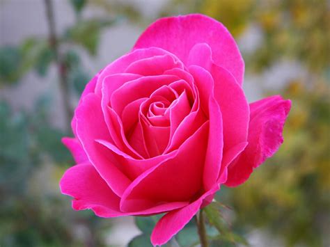 Flower images hd rose and wallpapers pictures. flowers for flower lovers.: Rose HD wallpapers.