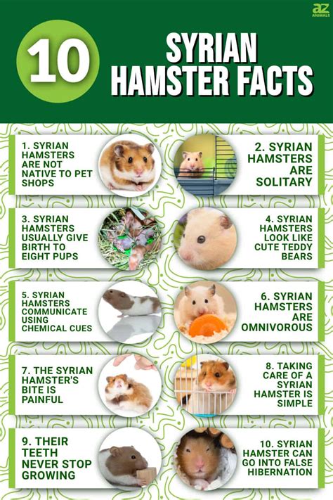 10 Incredible Syrian Hamster Facts A Z Animals