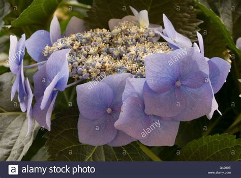 Hydrangea Macrophylla Blaumeise Hortensia Hydrangeaceae Stock Photo