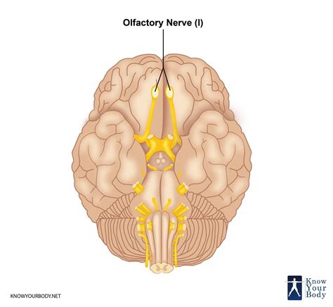 Olfactory Nerve Function Location Related Conditions And Faqs
