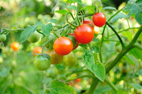 How To Grow Tomatoes