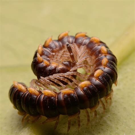 11 Kinds Of Centipedes And Millipedes Found In Georgia Bird Watching Hq