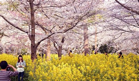 I've noticed that it was difficult to look for information on how to get to the malaysian embassy here in seoul. Jeju Island Cherry Blossom & Canola Flower Taxi/Van Tour ...