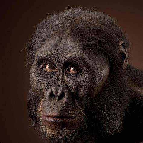 Australopithecus Afarensis Lucy Human Evolution Human Fossils