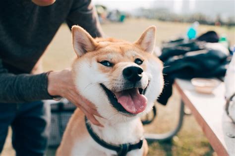 Dogecoin is available to buy, sell and trade on many exchanges. Opinion: The Dogecoin TikTok Rally is a Bad Idea ...