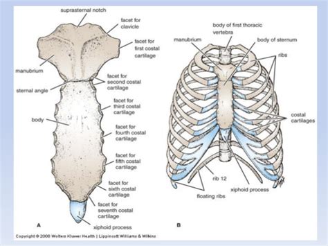 You can click the image to magnify if. Human Thorax Anatomy
