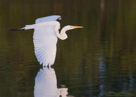 Great Egrets Big White Wading Birds On The Wing Photography