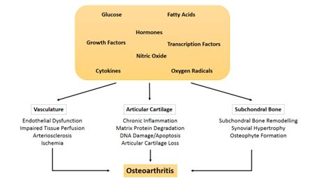 mediators and pathogenesis of osteoarthritis download scientific diagram