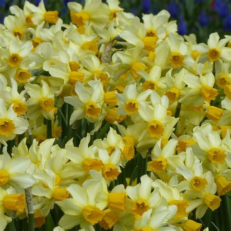 Narcisse Spring Sunshine Un Mini Narcisse Multiflore Jaune Et Orange