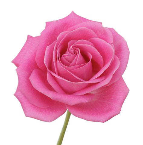 Beautiful Pink Rose Flower Images