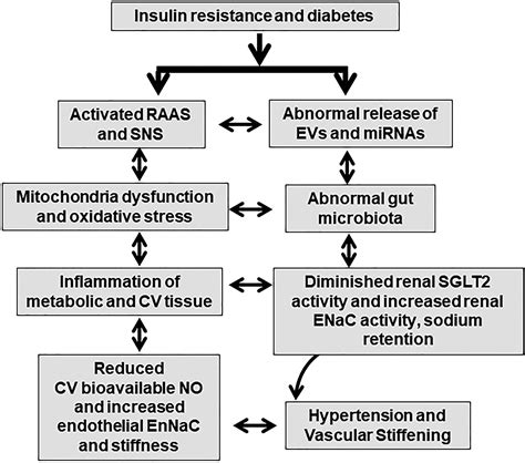 Hypertension In Diabetes An Update Of Basic Mechanisms And Clinical Disease Hypertension