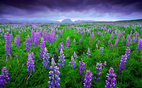 Island Lavendelfelder Lila Blumen Berge Himmel Wolken Sommer