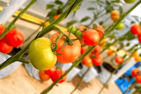 Growing Tomatoes In A Greenhouse Garden For Beginners