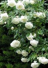 Pictures of Climbing Iceberg Rose