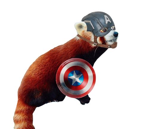 Please Follow Iloveredpandas Captain Panda Redpanda Panda Cutebear