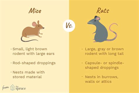 Important Facts About Mice And Rats