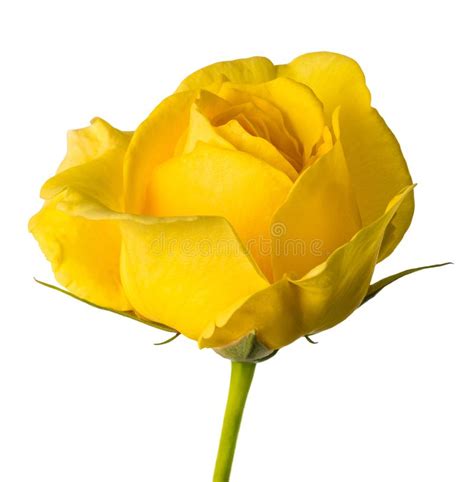 Yellow Rose Stock Photo Image Of Single Flora Nature 161702610