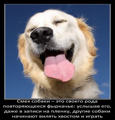 Интересные факты о собаках | Fresher - Лучшее из Рунета за день