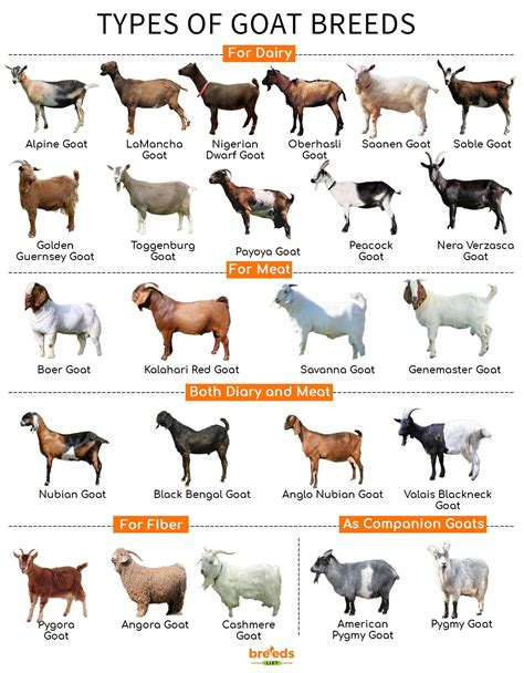 20 Different Types Of Goat Breeds 42 Off