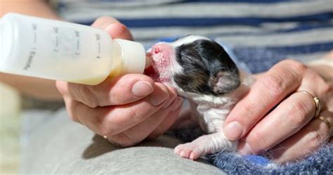 Recipes for milk replacer formula and weak puppy booster. Can Puppies Drink Cow's Milk - Why It Isn't The Best ...