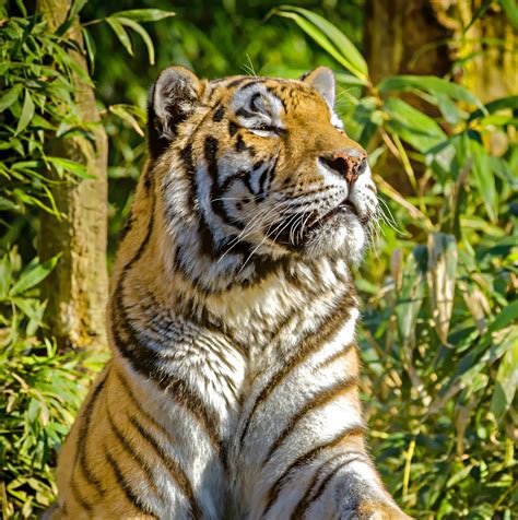 Tiger In The Jungle Free Stock Photo Public Domain Pictures