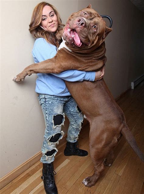 Bit.ly/2cecjy0 meet kobe, son to giant pitbull, hulk, who is going to be the next ultimate. Meet Hulk, the world's biggest pitbull. He's 173 lbs, and ...