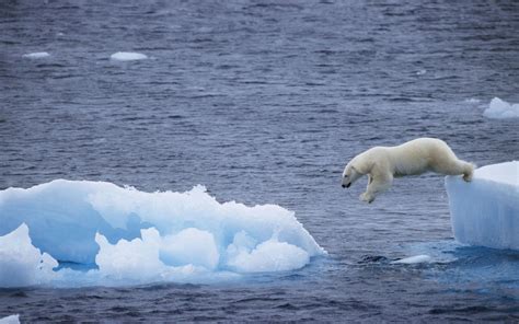 Polar Bear Jump In Water Wallpaper 00480 Baltana