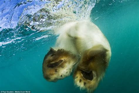 Do Polar Bears Have Webbed Feet Polar Bear Facts