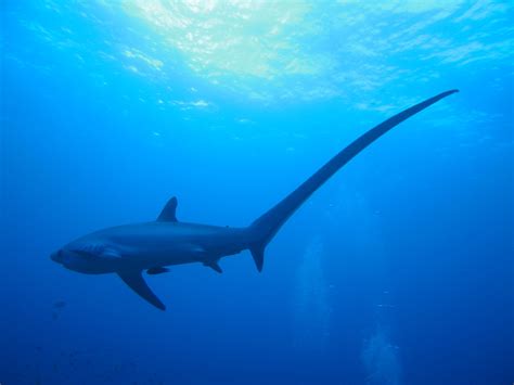 The Thresher Sharks Of Malapascua Island Thresher Shark Shark Shark