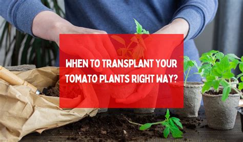 When To Transplant Your Tomato Plants Right Way Happiness Tomato