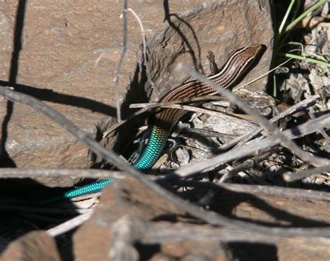 Gran Canaria Skink Chalcides Sexlineatus · Inaturalist