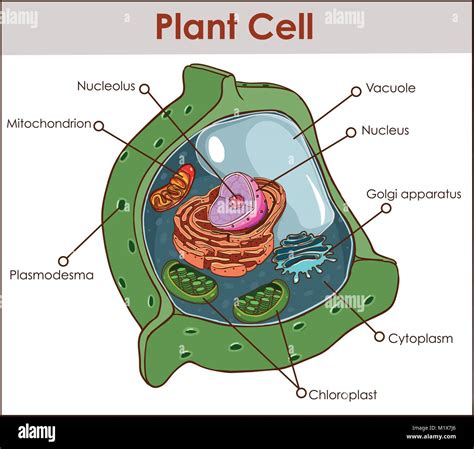 Plant Cell Nuclear Envelope