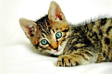 Playful Kittens 3 Free Photo Download Freeimages