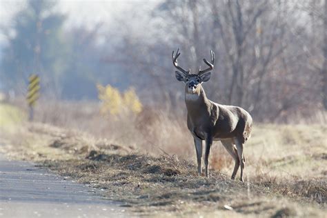 White Tailed Deer Wildlife In Nature