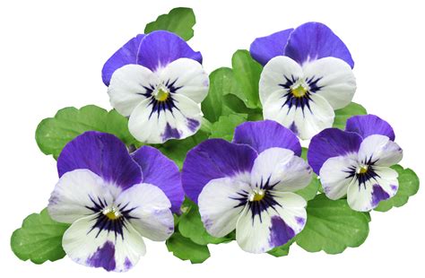 Flowers Png Image Purepng Free Transparent Cc0 Png Image Library