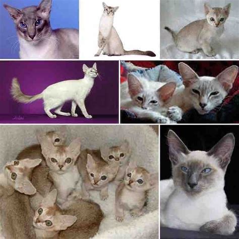 Javanese Cat Is Not From Java Nor Indonesia Genetically They Are Long