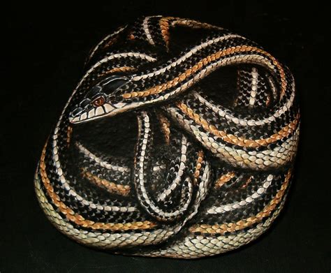 Snake Gallery Amylenore Snake Painted Rock Animals North American